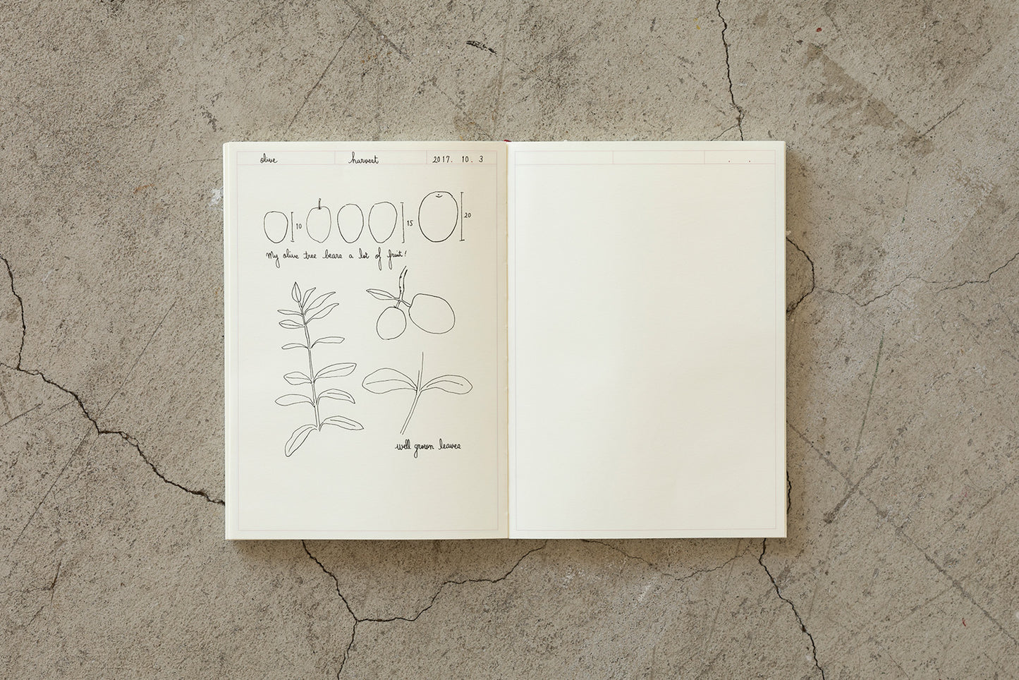 Midori MD Notebook Journal